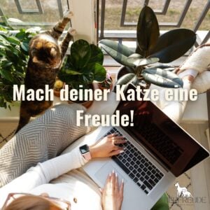 Katzen